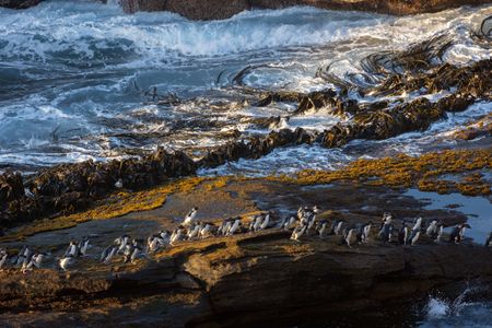 Rockhoppers return to their colony after battling their way to shore through the twenty foot waves. (National Geographic for Disney/Robin Hoskyns)