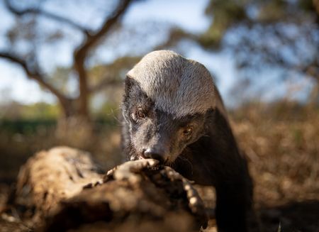 A honey badger investigates a log in southern Africa. (National Geographic/Doug Parker)