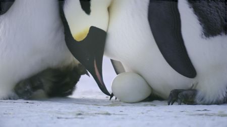 Male and female Emperor penguin prepare for egg transfer. (credit: National Geographic)