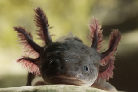 An axolotl rests underwater. (National Geographic/Henry Davis)