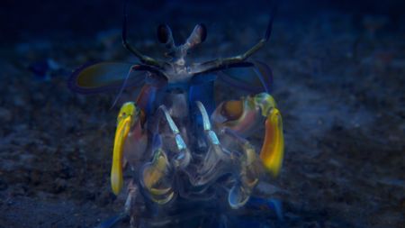 A mantis shrimp displays itself to a threat. (Credit: Content Mint)
