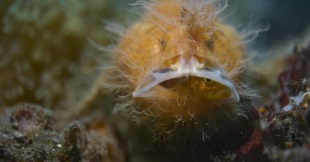 As an ambush predator, the frogfish uses the element of surprise to catch its latest meal.(National Geographic)