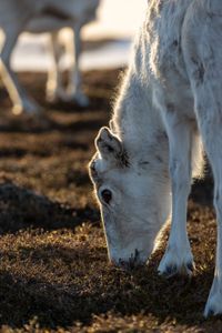 A reindeer grazes on moss and lichens. (National Geographic for Disney/Holly Harrison)