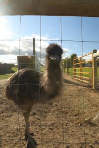 A emu looks through the animal pasture's wire fence at the Pol family's farm. (National Geographic )