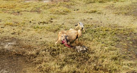 A black-backed jackal bites the tail of a young male lion in order to distract him off of his kill. (National Geographic)