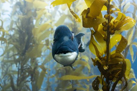 A sheepshead wrasse in a kelp forest in California. (Credit: Olly Scholey)