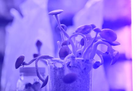 Mushrooms under blacklight. (Credit: National Geographic)