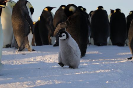 One older chick takes a few steps.  (credit: National Geographic/Alex Ponniah)