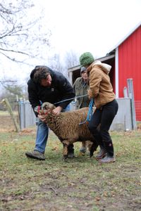 Charles Pol, Beth Pol, and Bridget Kavanagh lead a pregnant merino sheep to Ben's trailer to transport them back to the Pol family's farm. (National Geographic)