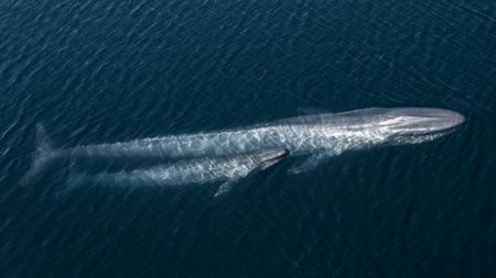 A blue whale mother and calf in the Gulf of California, Mexico. (Credit: Olly Scholey)