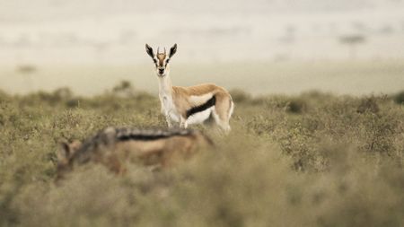 A female Thomson's gazelle watches as a passing jackal wanders closely to her hidden calf. (National Geographic)