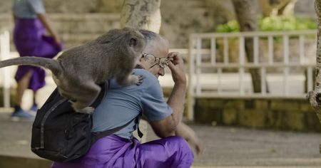 A macaque jumps on a man's back in an attempt to steal his glasses. (National Geographic)