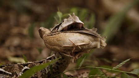 A Gaboon viper eating a quail. (Credit: Content Mint)