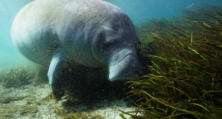 A female manatee gorges herself on sea grass. (National Geographic)