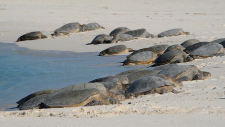 A group of Hawaiian green sea turtles on the beach in Midway Atoll. (Credit: Silverback Films and Open Planet Studios/Toby Nowlan)