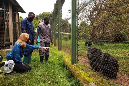 Mariana van Zeller interacts with apes at the Lwiro Sanctuary. (National Geographic for Disney)