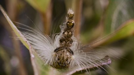 The mad hatterpillar uses its headstack as a weapon to try and throw the assassin bug off. (National Geographic)