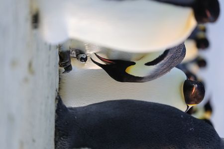 A tiny chick peeking out of the pouch between its parent's legs.  (credit: National Geographic/Alex Ponniah)