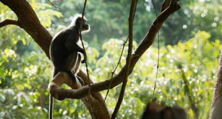 An adult Langur urinates from a tree. (National Geographic)