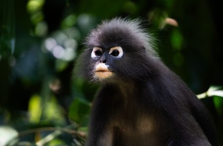 A Dusky Langur looks out from a perch in the trees on Penang Island. (National Geographic/Karl Davies)