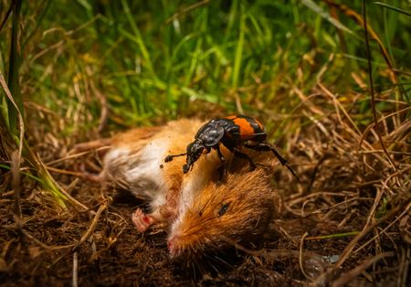 A burying beetle on a harvest mouse carcass. (National Geographic/Doug Parker)