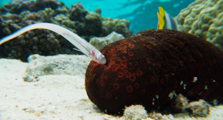 An adult pearlfish inspects a potential hiding place inside a sea cucumber. (National Geographic)