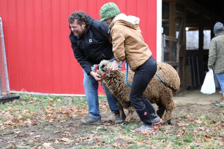 Charles Pol and Beth Pol lead a pregnant merino sheep they just purchased from their pen to Ben Reinhold's trailer to transport them back to the Pol family's farm. (National Geographic)