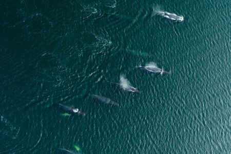 A group of humpback whales gather together to feed. (National Geographic for Disney/Katie Vickers)