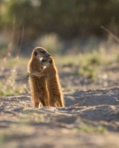 A meerkat parent and a young meerkat stand to observe their surroundings. (National Geographic/Laura Pennafort)