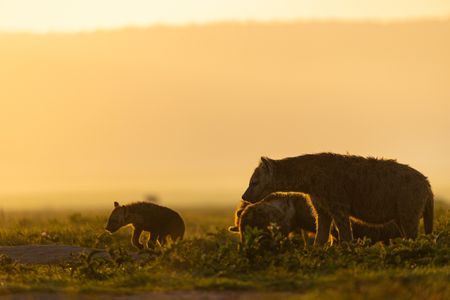 A family of spotted hyenas stands at their den.(National Geographic/John Shier)