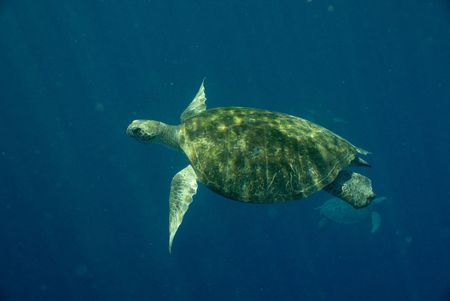 An adult green turtle swims in front of another turtle in the ocean near Raine Island, Australia. (National Geographic for Disney/Paul Satchell)