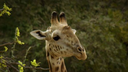 A giraffe on the African savanna. (Credit: Content Mint)