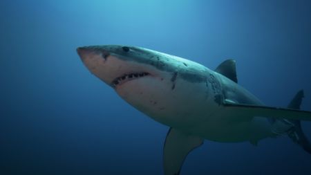 A great white shark swims in the waters off Neptune Islands, South Australia. (Credit: Content Mint)
