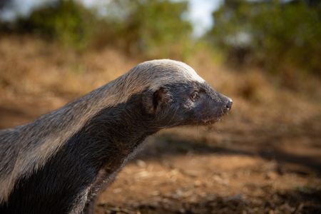 A Honey badger at Moholoholo Animal Rehabilitation Centre, South Africa. (National Geographic/Doug Parker)
