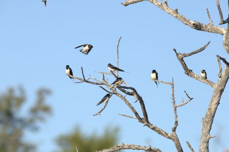 A Barn swallow flies past a dead tree with swallows perched on it. (National Geographic for Disney/James Hanson)