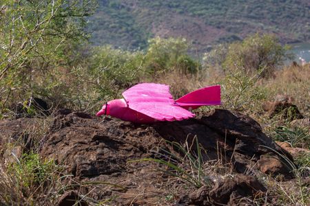 The pink Rocrow before flight. (National Geographic for Disney/Sally Thomson)