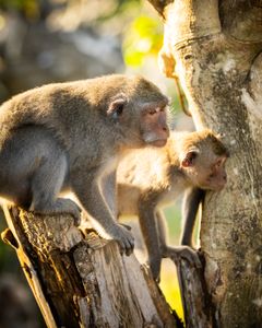 Two long-tailed macaques look for their next tourist target to steal from in Uluwatu Temple, Bali. (National Geographic/Laura Pennafort)