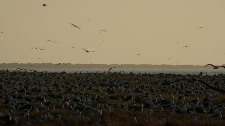 A Laysan albatross colony in Midway Atoll. (Credit: Silverback Films and Open Planet Studios/Toby Nowlan)