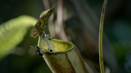 Ants make their way into a pitcher plant. (Credit: Content Mint)