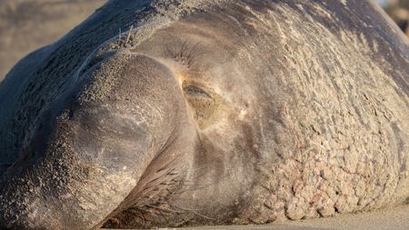 The beachmaster elephant seal sleeps on the beach. (National Geographic/George Cawdron)