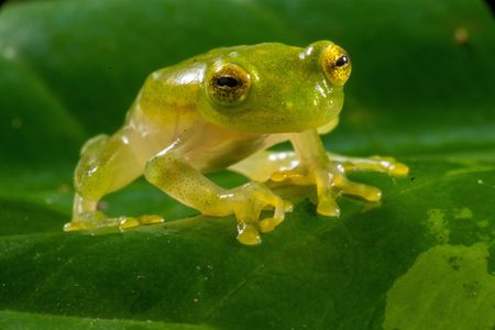 A glass frog perched on a leaf. (National Geographic/Matt Langbehn)