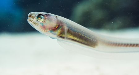 Visible to predators during the day, a female pearlfish searches the ocean floor for somewhere to hide. (National Geographic)