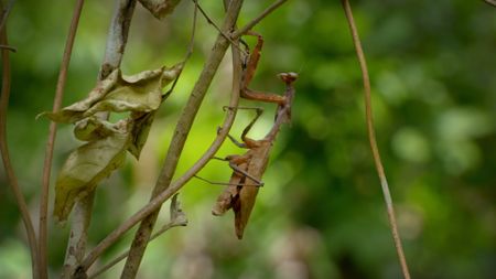 A dead leaf mantis on a branch. (Credit: Content Mint)
