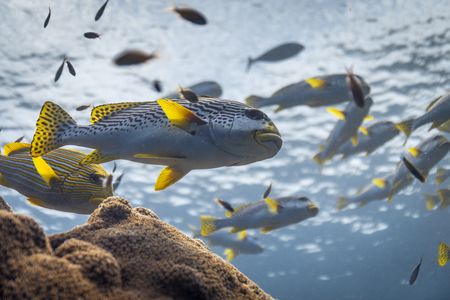 A school of sweetlips on a coral reef in Raja Ampat, Indonesia. (Credit: Olly Scholey)