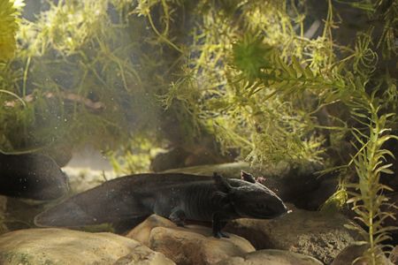 An axolotl rests underwater. (National Geographic/Henry Davis)