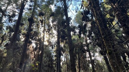 Monarch butterflies roosting in clusters on Oyamel Firs in El Rosario Sanctuary. (National Geographic for Disney/Imogen Prince)