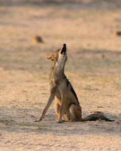 Black-backed jackals use contact calls to locate each other across the vast landscape of the African plains. (National Geographic/Kimberley Bartholomew)