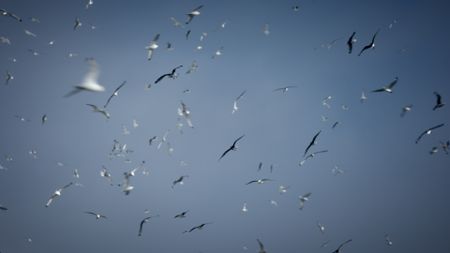 Kittiwakes fly in the air. (Credit: Content Mint)