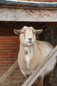 The Pol family's pet goat, Nono, stands outside in the snow at the Pol family's farm. (National Geographic)