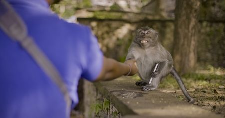 After stealing a person's phone, the macaque agrees to trade it in for a piece of food. (National Geographic)